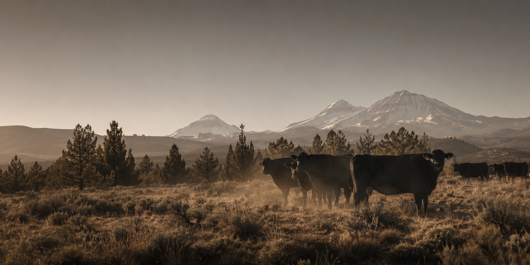 Cattle in Oregon pasture with mountains in the distance